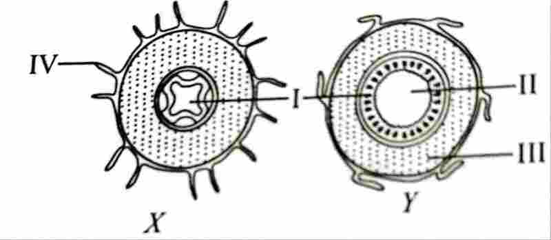 waec/wassce biology transverse section of plants