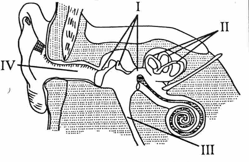 waec/wassce biology mammalian ear