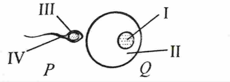 waec/wassce biology sperm and ovary