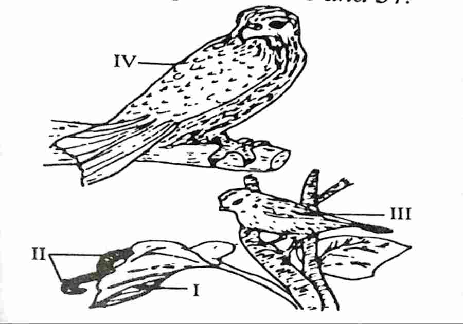 Wassce/waec biology Illustration of organism in an habitat