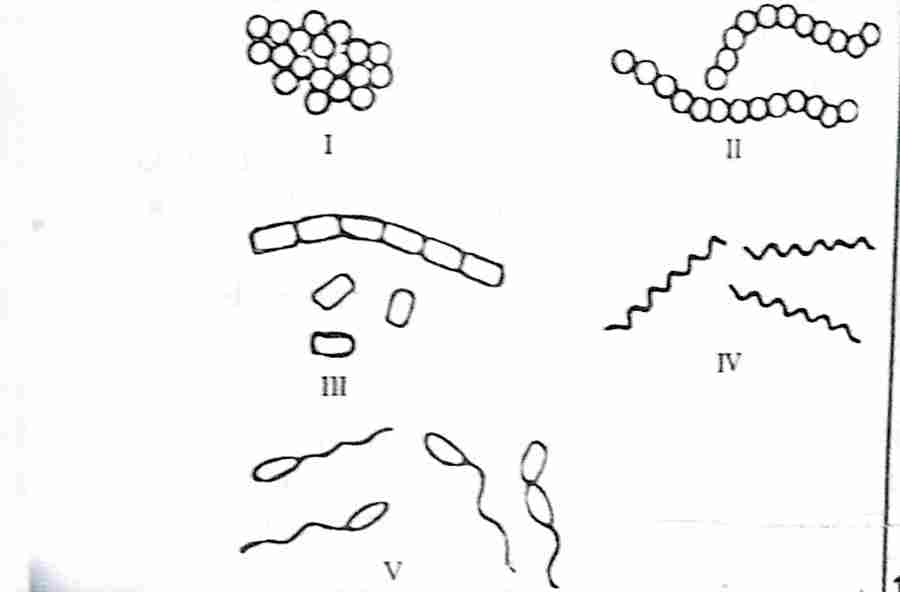 Wassce/waec biology An illustration in which a bacteria exist