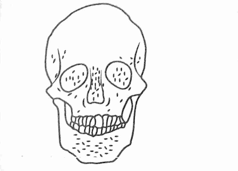 Wassce/waec biology Illustration of the skull as a part of the skeletal system