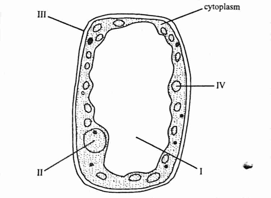 Wassce/waec biology an illustration of a mango leaf