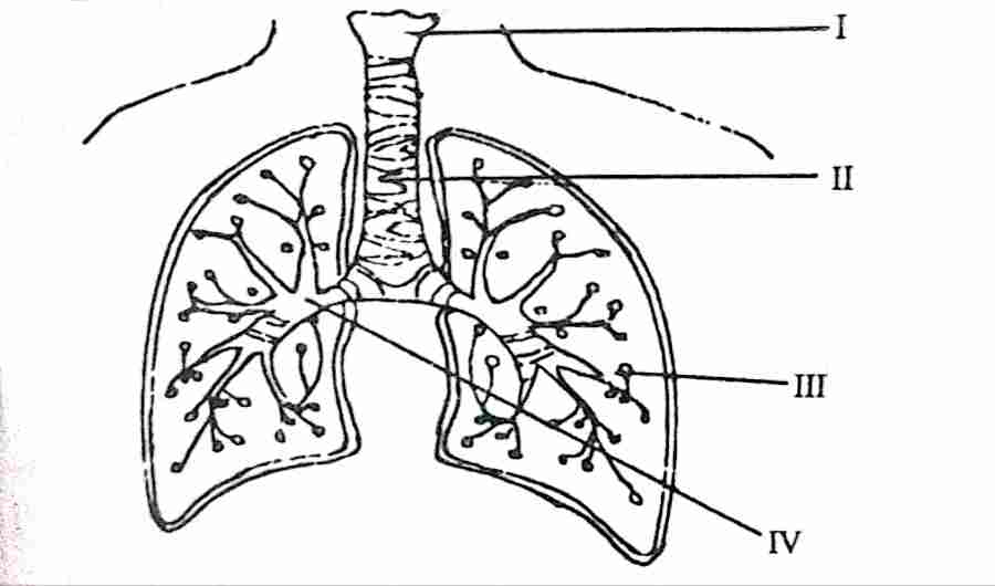 Wassce/waec biology The lung as a structure for gaseous exchange