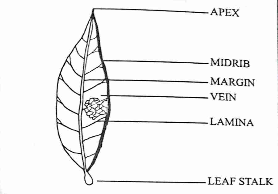 Wassce/waec biology an illustration of a mango leaf