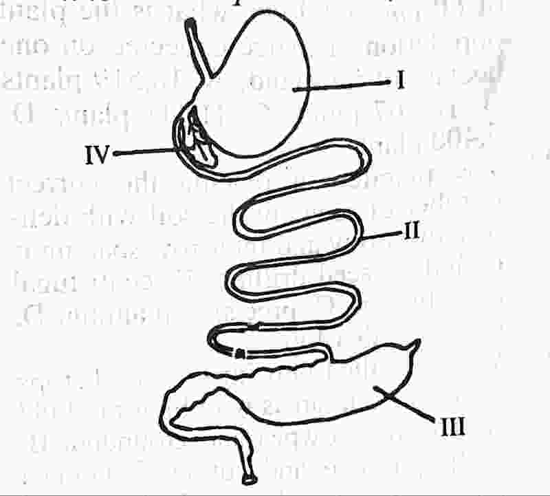 Wassce waec digestive system of a rabbit