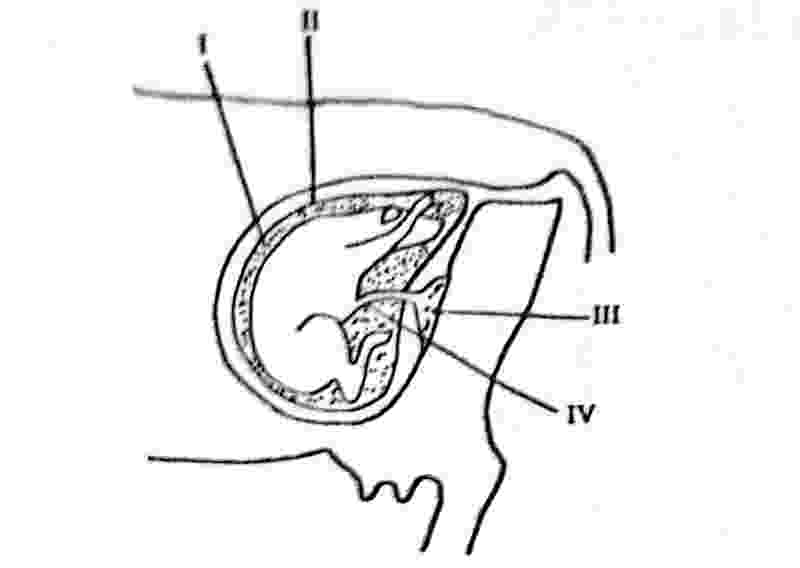 waec wassce diagram illustrating reproductive process in farm animal